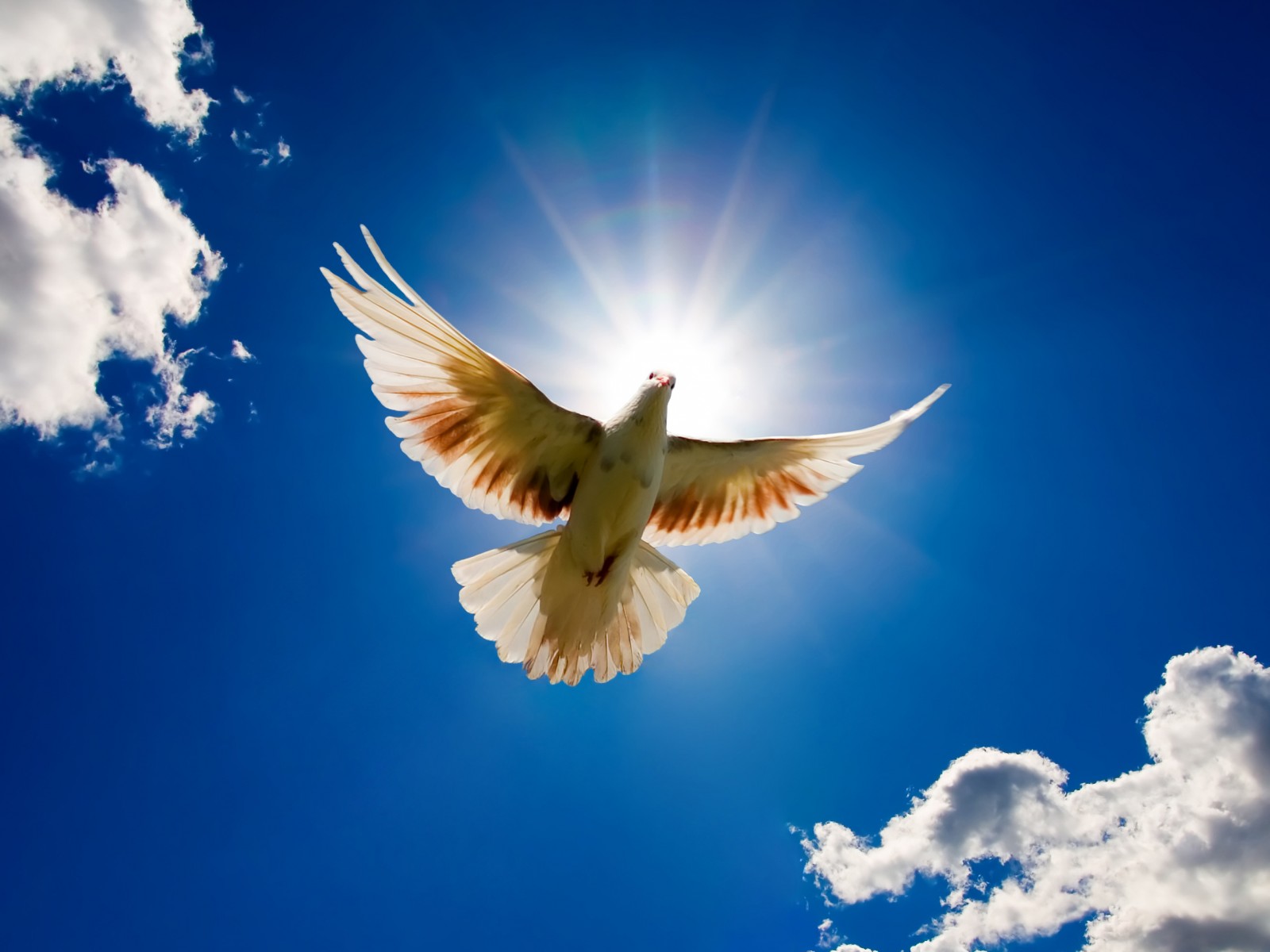Ele nos evangelizou a paz!